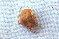 Araneus