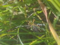 Argiope bruennichi