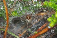 Agelena labyrinthica