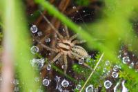 Agelena labyrinthica