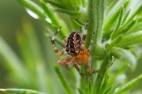 Araneus diadematus