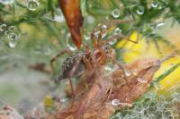 Agelena labyrinthica