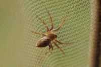 Pisaura mirabilis
