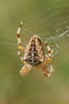 Araneus diadematus