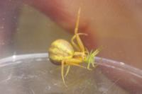 Runcinia grammica