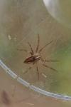 Pisaura mirabilis