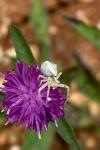 Thomisus onustus