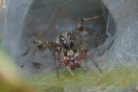 Agelena labyrinthica