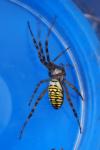 Argiope bruennichi