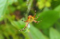 Argiope bruennichi