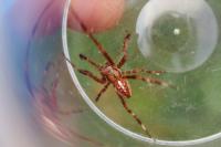 Araneus diadematus