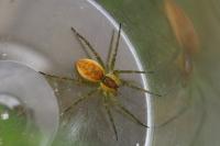 Dolomedes