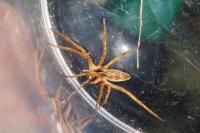 Pisaura mirabilis
