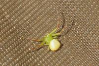 Ebrechtella tricuspidata