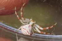 Thomisus onustus
