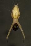 Uloborus walckenaerius