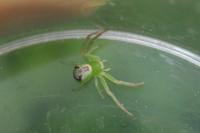 Ebrechtella tricuspidata