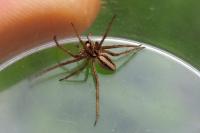 Pisaura mirabilis