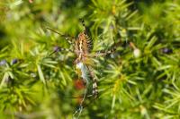 Argiope bruennichi