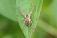 Pisaura mirabilis