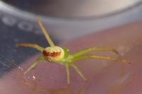Ebrechtella tricuspidata