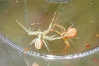Runcinia grammica