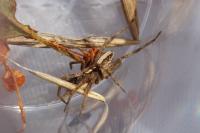 Pisaura mirabilis