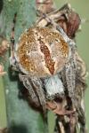 Agalenatea redii