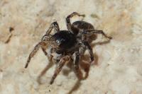 Aelurillus v-insignitus