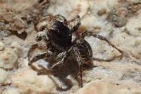 Aelurillus v-insignitus