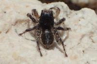 Aelurillus v-insignitus