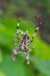 Araneus diadematus