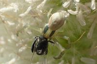 Runcinia grammica