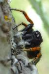 Philaeus chrysops