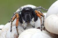 Philaeus chrysops