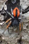 Philaeus chrysops