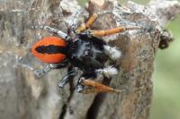 Philaeus chrysops