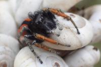 Philaeus chrysops