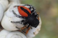 Philaeus chrysops