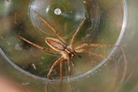 Pisaura mirabilis