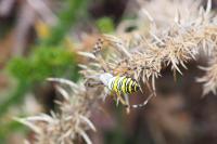 Argiope bruennichi