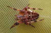 Araneus diadematus