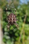 Araneus diadematus