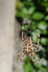 Araneus diadematus