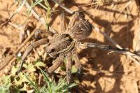 Lycosa tarantula