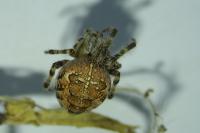 Araneus diadematus