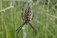 Argiope bruennichi