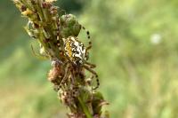 Aculepeira ceropegia