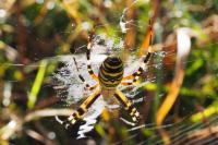 Argiope bruennichi