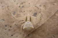 Thomisus onustus
